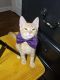 Domestic Shorthaired Cat Cats for sale in Roswell, GA, USA. price: NA