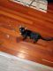 Domestic Shorthaired Cat Cats for sale in Crestview, FL 32536, USA. price: NA