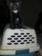 Domestic Shorthaired Cat Cats for sale in Las Vegas, NV, USA. price: NA