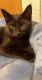 Domestic Shorthaired Cat Cats for sale in Duluth, MN, USA. price: NA