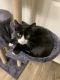 Domestic Shorthaired Cat Cats for sale in Boynton Beach, FL, USA. price: NA