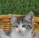 Domestic Shorthaired Cat Cats for sale in Mechanicsville, MD 20659, USA. price: $45