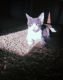 Domestic Shorthaired Cat Cats for sale in Columbia, MO, USA. price: $100