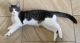 Domestic Shorthaired Cat Cats for sale in South Jordan, UT, USA. price: NA