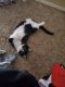 Domestic Shorthaired Cat Cats for sale in Sparks, NV, USA. price: NA