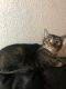 Domestic Shorthaired Cat Cats for sale in Las Vegas, NV, USA. price: NA
