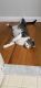 Domestic Shorthaired Cat Cats for sale in Norwalk, CT, USA. price: NA