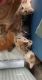Domestic Shorthaired Cat Cats for sale in South Gate, CA, USA. price: NA