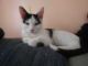 Domestic Shorthaired Cat Cats for sale in Romney, WV 26757, USA. price: NA