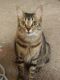 Domestic Shorthaired Cat Cats for sale in Ocala, FL, USA. price: NA