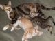 Domestic Shorthaired Cat Cats for sale in Duvall, WA 98019, USA. price: NA