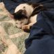 Domestic Shorthaired Cat Cats for sale in Buffalo, NY 14211, USA. price: $200