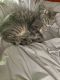 Domestic Shorthaired Cat Cats for sale in Grand Rapids, MI, USA. price: $100