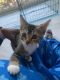 Domestic Shorthaired Cat Cats for sale in Moreno Valley, CA 92557, USA. price: NA