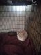 Domestic Shorthaired Cat Cats for sale in Mishawaka, IN, USA. price: NA