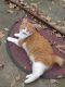 Domestic Shorthaired Cat Cats for sale in Laurens, SC 29360, USA. price: $30