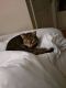 Domestic Shorthaired Cat Cats for sale in Harrisonburg, VA, USA. price: NA