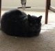 Domestic Shorthaired Cat Cats for sale in Aston, PA, USA. price: NA