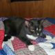 Domestic Shorthaired Cat Cats for sale in Plant City, FL, USA. price: NA