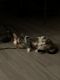 Domestic Shorthaired Cat Cats for sale in Atlanta, GA, USA. price: $50