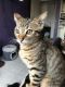Domestic Shorthaired Cat Cats for sale in San Francisco, CA 94110, USA. price: NA