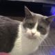 Domestic Shorthaired Cat Cats for sale in Rochester Hills, MI, USA. price: NA