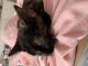 Domestic Shorthaired Cat Cats for sale in Savannah, GA, USA. price: $100