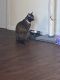 Domestic Shorthaired Cat Cats for sale in Southeast Washington, D.C., Washington, DC, USA. price: $100