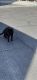 Domestic Shorthaired Cat Cats for sale in 702 N 10th St, Las Vegas, NV 89101, USA. price: $10