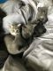 Domestic Shorthaired Cat Cats for sale in Puyallup, WA, USA. price: $200