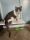 Domestic Shorthaired Cat Cats for sale in Blacklick, OH 43004, USA. price: NA
