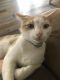 Domestic Shorthaired Cat Cats for sale in McKinney, TX, USA. price: NA