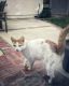 Domestic Shorthaired Cat Cats for sale in Santa Clara, CA, USA. price: $40