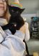 Domestic Shorthaired Cat Cats for sale in Erie, CO, USA. price: NA