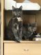 Domestic Shorthaired Cat Cats for sale in Brookfield, WI, USA. price: $1