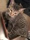 Domestic Shorthaired Cat Cats for sale in 32032 County Rd 1379, Anadarko, OK 73005, USA. price: NA