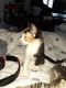 Domestic Shorthaired Cat Cats for sale in Yonkers, NY, USA. price: NA