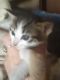 Domestic Shorthaired Cat Cats for sale in Pomona, CA, USA. price: $10