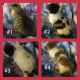 Domestic Shorthaired Cat Cats for sale in Pontiac, MI 48342, USA. price: NA
