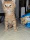 Domestic Shorthaired Cat Cats for sale in Benbrook, TX 76116, USA. price: NA