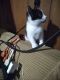 Domestic Shorthaired Cat Cats for sale in Pomona, CA, USA. price: NA