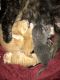 Domestic Shorthaired Cat Cats for sale in Runnemede, NJ 08078, USA. price: $125