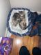 Domestic Shorthaired Cat Cats for sale in Woodlawn, OH 45215, USA. price: NA