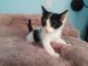 Domestic Shorthaired Cat Cats for sale in San Diego, CA, USA. price: NA