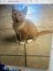Domestic Shorthaired Cat Cats for sale in Carson, CA, USA. price: $200