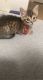 Domestic Shorthaired Cat Cats for sale in Delray Beach, FL, USA. price: NA