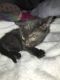 Domestic Shorthaired Cat Cats for sale in Yonkers, NY, USA. price: NA
