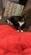 Domestic Shorthaired Cat Cats for sale in Englishtown, NJ 07726, USA. price: NA