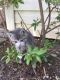 Domestic Shorthaired Cat Cats for sale in Mount Joy, PA 17552, USA. price: NA