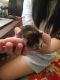Domestic Shorthaired Cat Cats for sale in 13289 Wagon Creek Way, Corona, CA 92880, USA. price: NA